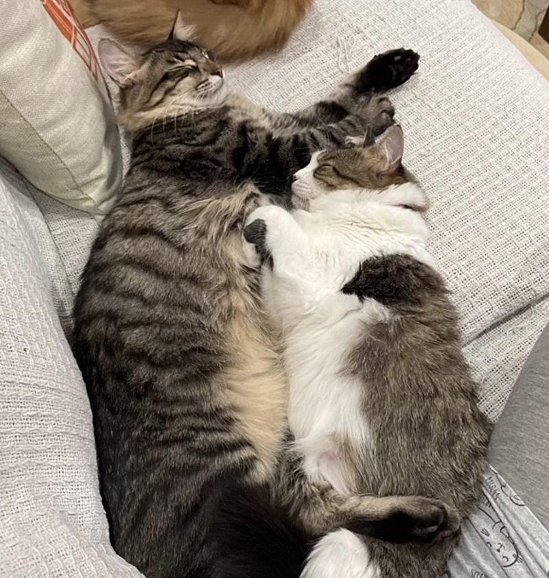 cat bonded snuggling sleeping