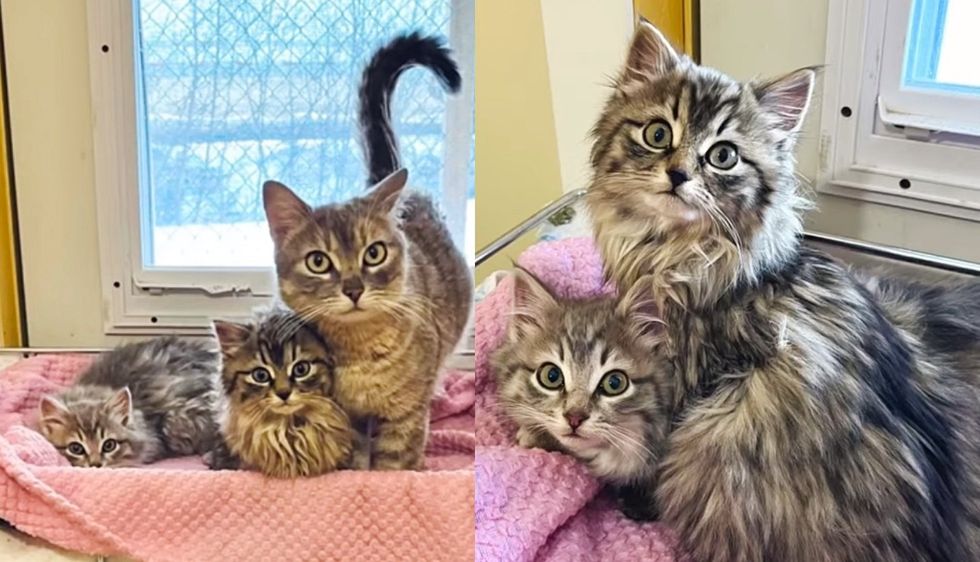 Cat Keeps Her Kittens Warm During Cold Temperatures Until They're Found, Their Lives Completely Changed