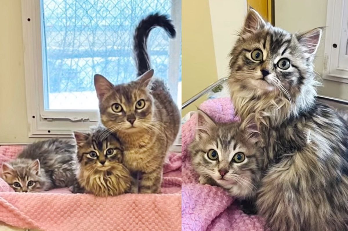 Cat Keeps Her Kittens Warm During Cold Temperatures Until They're Found, Their Lives Completely Changed