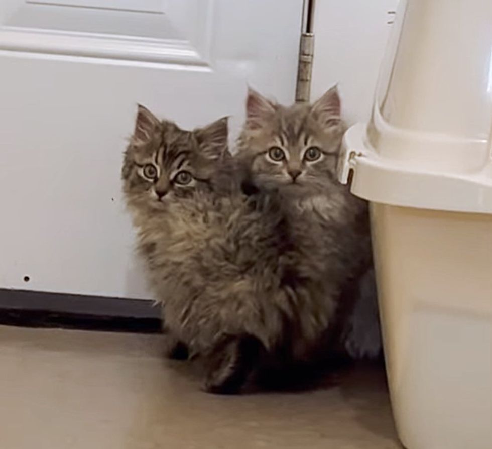 timid shy kittens huddling