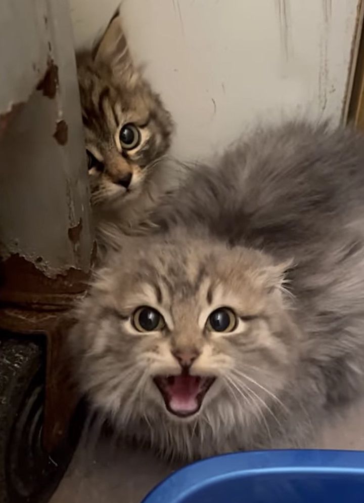 hissy kittens