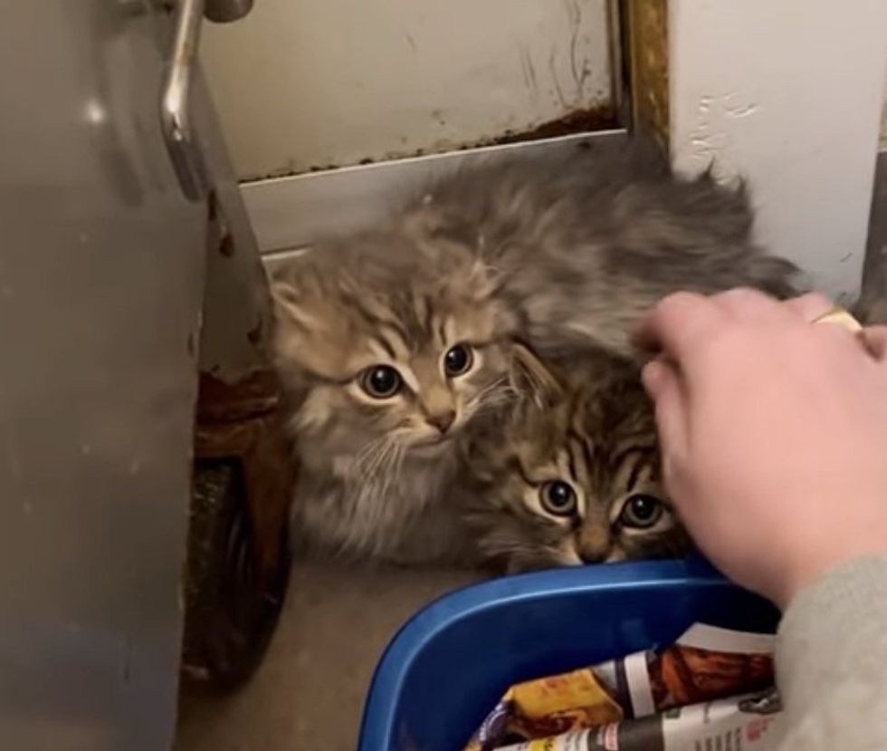 Cat Keeps Her Kittens Warm During Cold Temperatures Until They're Found