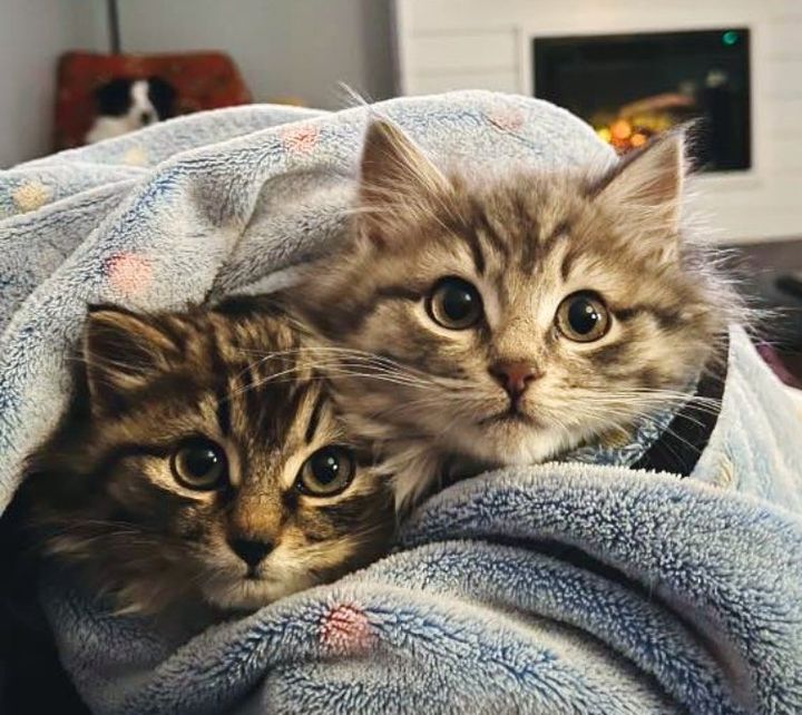 purrito kittens cuddles