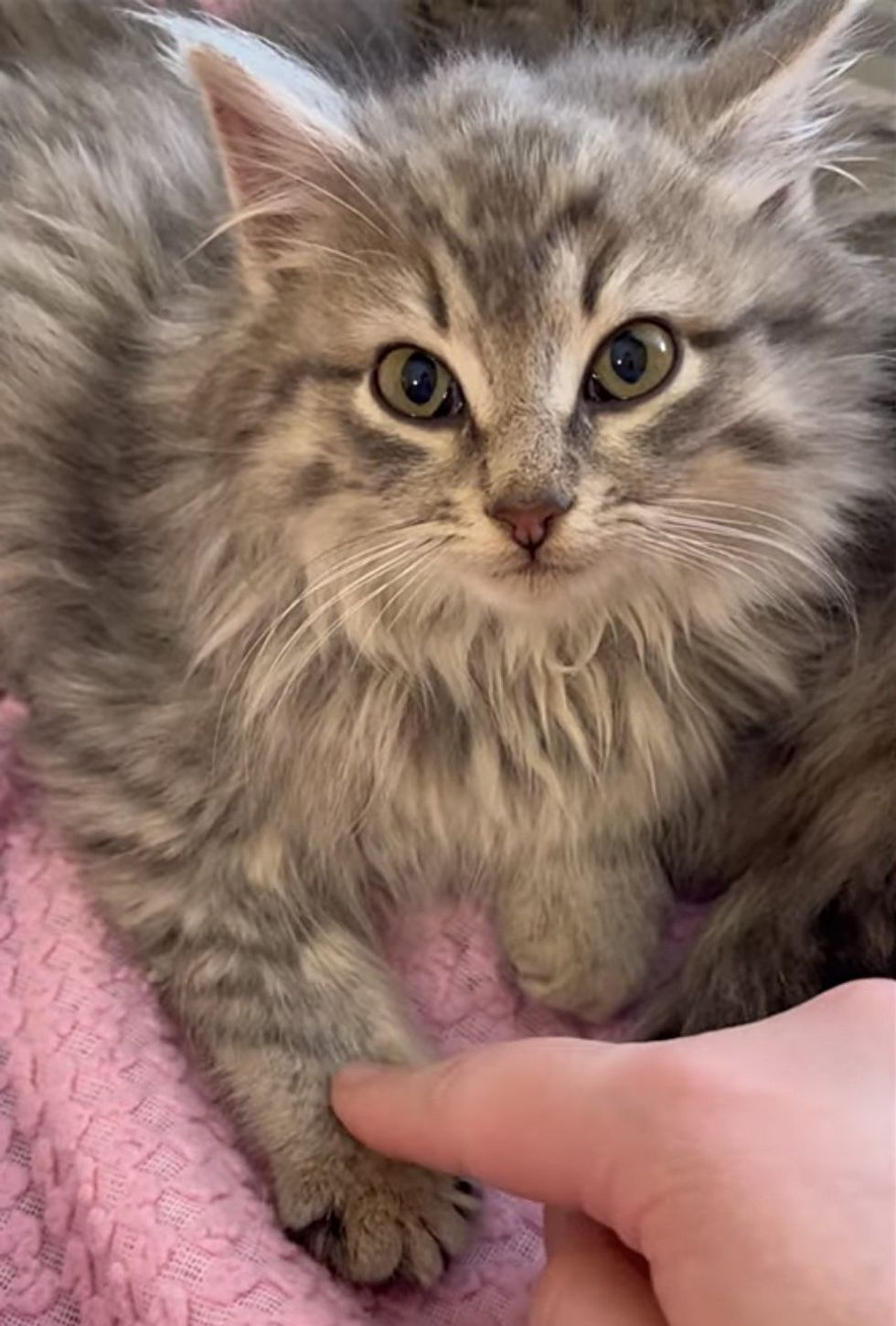 Cat Keeps Her Kittens Warm During Cold Temperatures Until They're Found