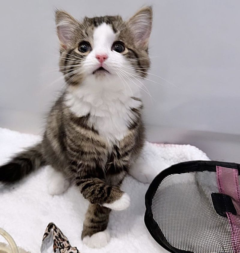 sweet tabby kitten paw milly