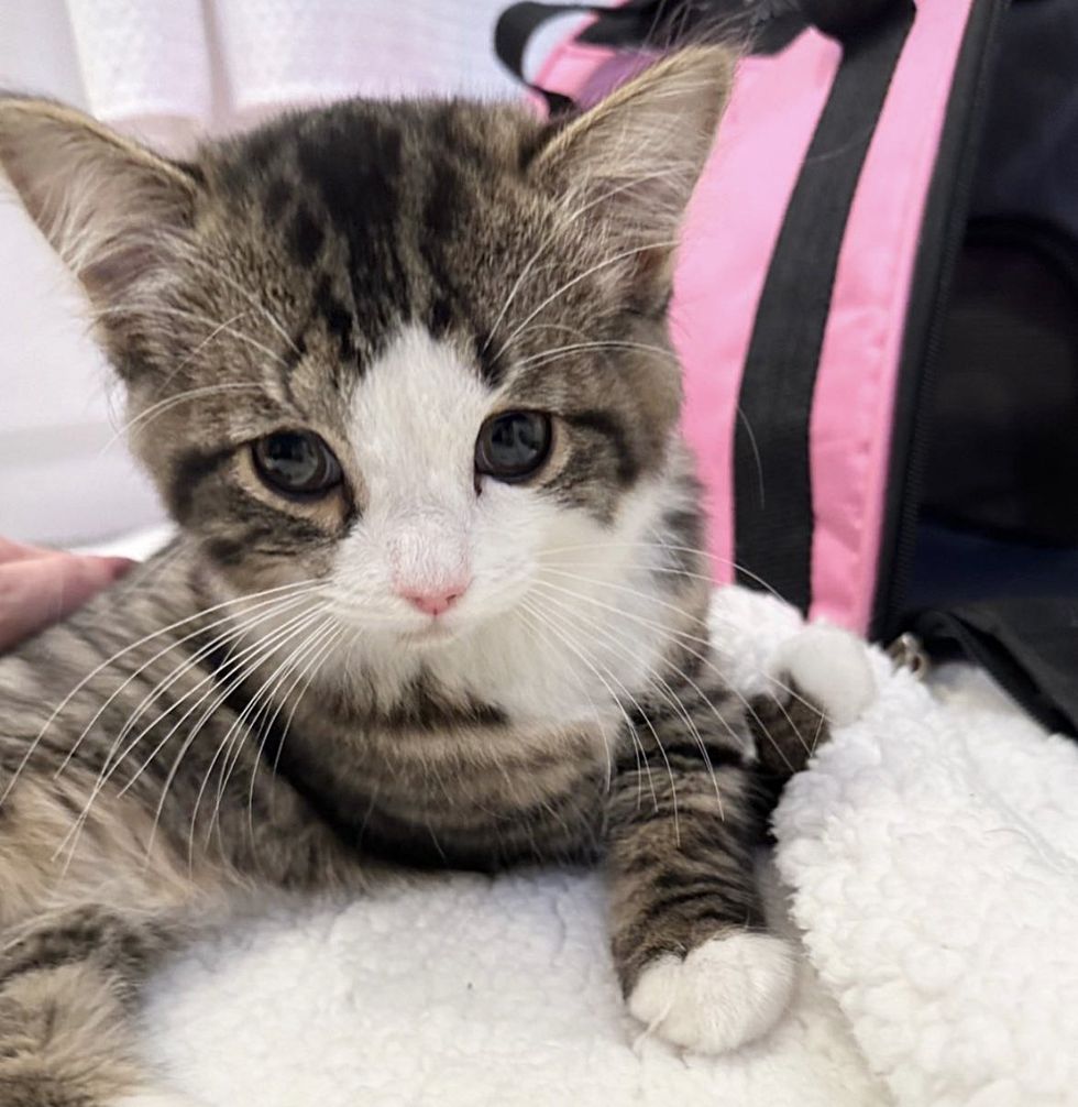 sweet tabby kitten milly