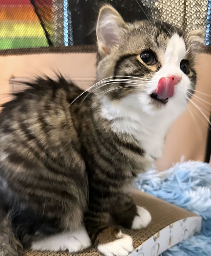cute tabby kitten tongue