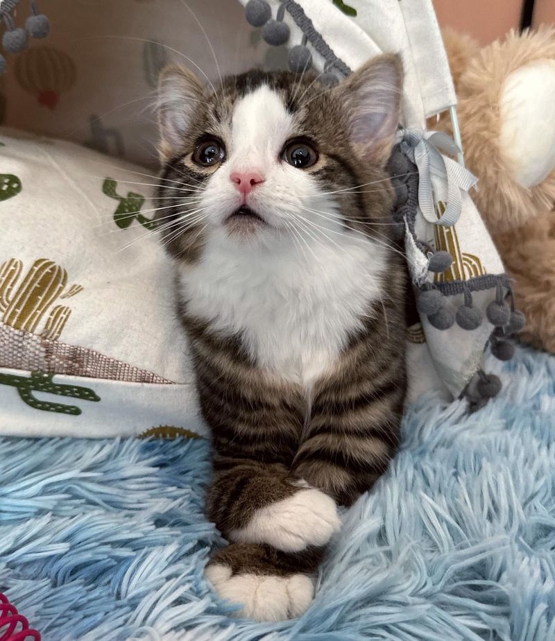 sweet tabby kitten paws