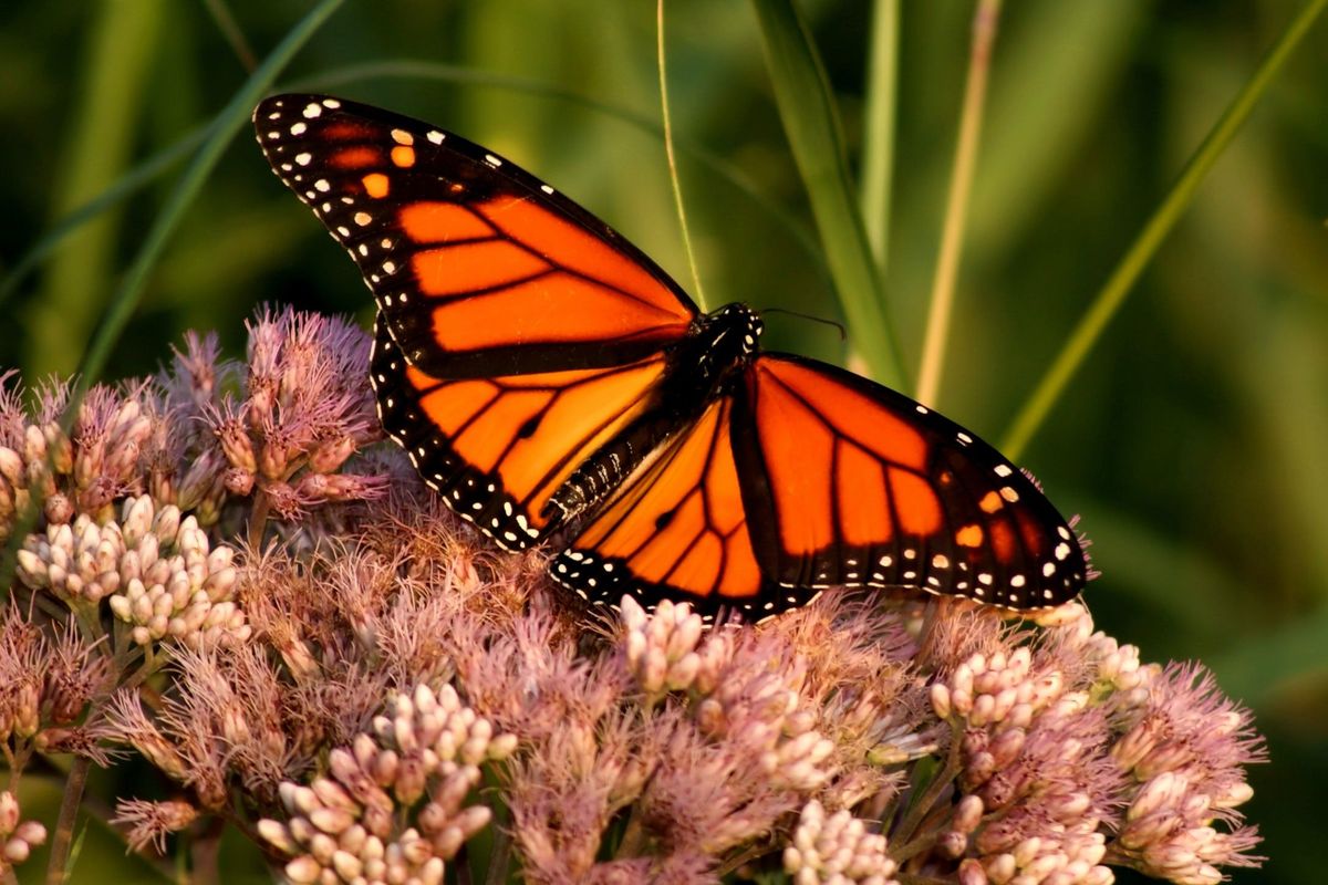 monarch butterfly, migration patterns, World Wildlife Fund, nature, environment