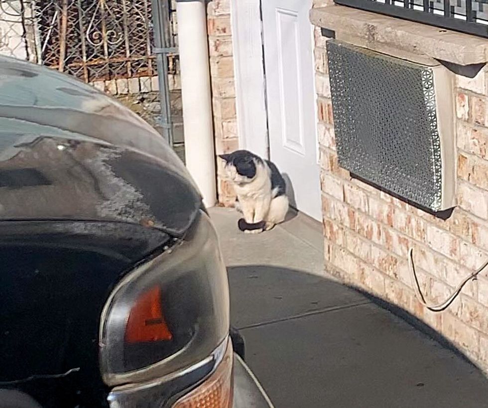street cat waiting