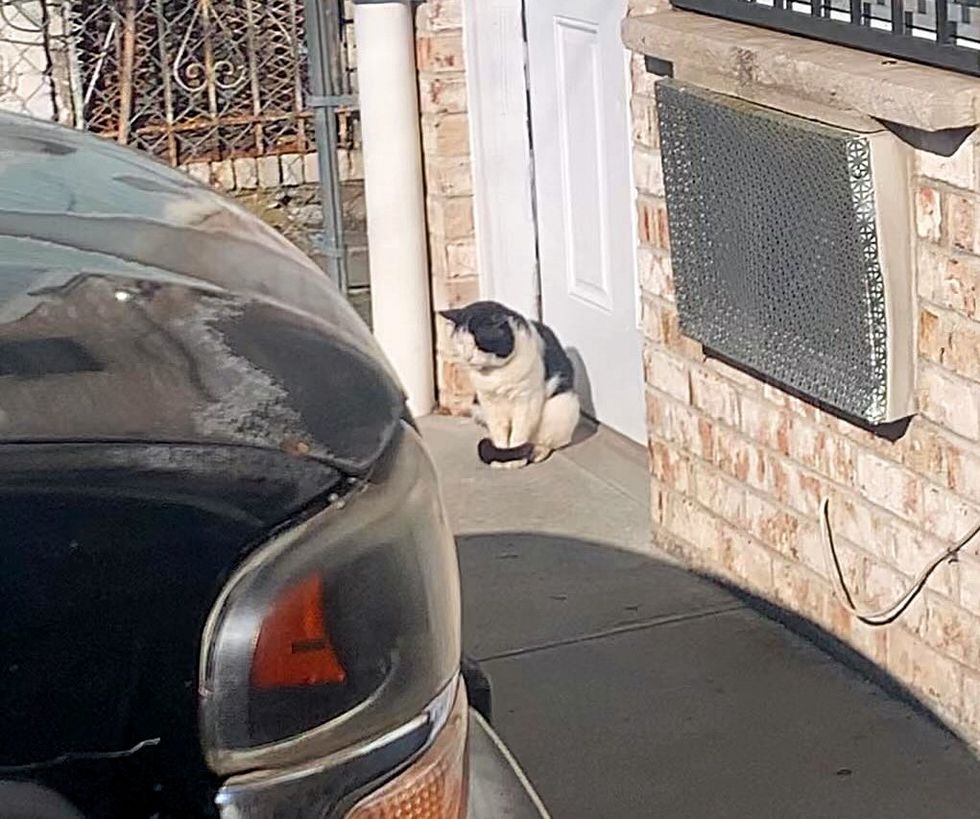 street feline  waiting