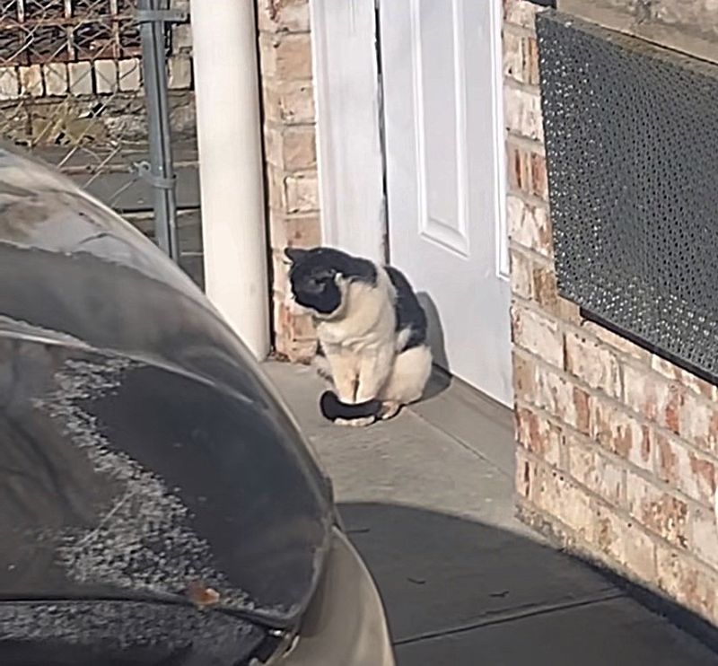 stray cat waiting