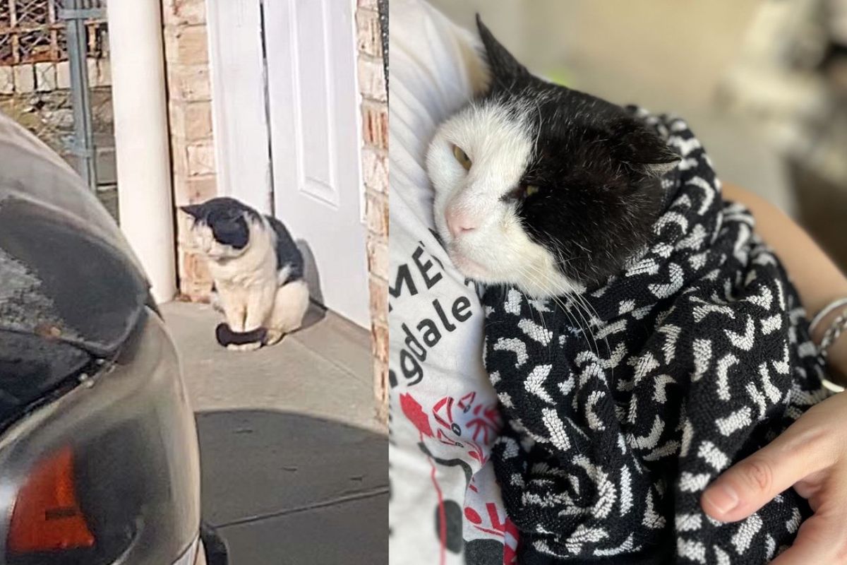 Cat Sitting in Front of a House Wanting to Get in Now Has People to Cuddle All Day