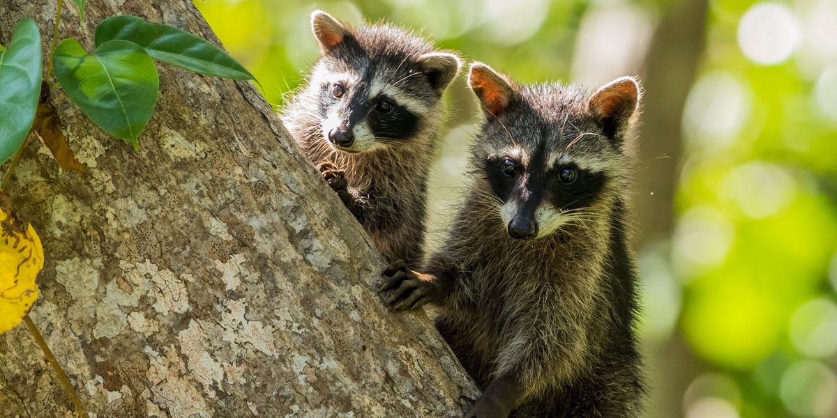 Two raccoons perched on a tree