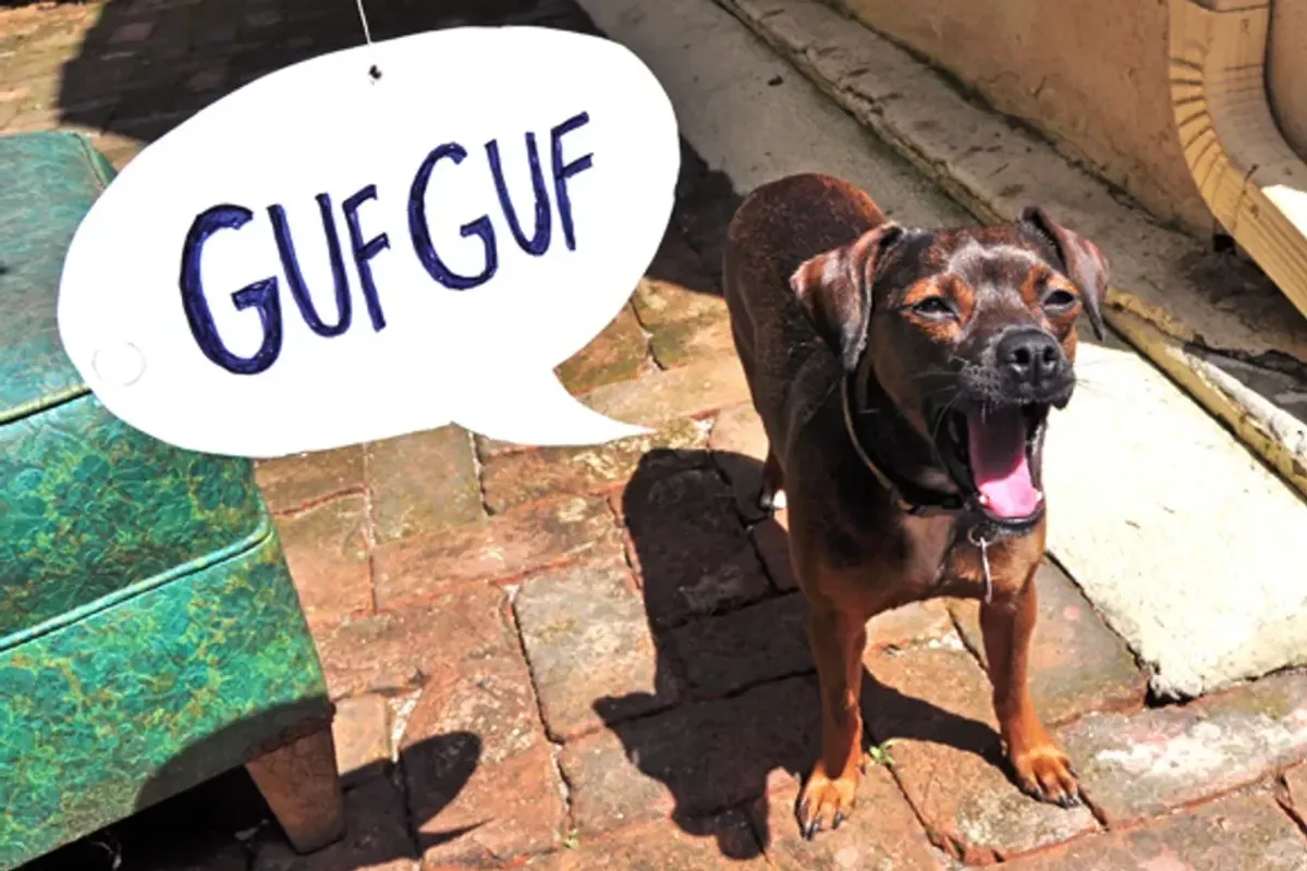 dog words, animal sounds, English, barking