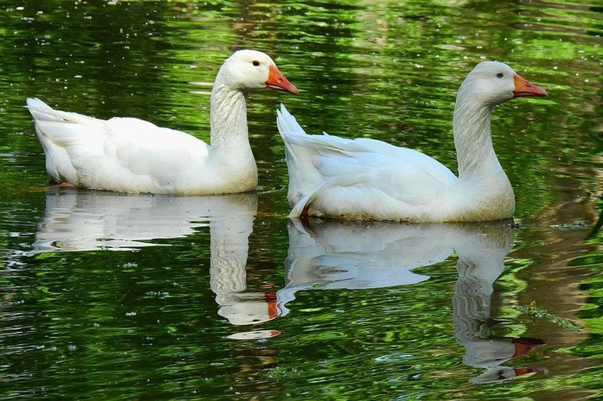 geese, riverside cemetery, love story