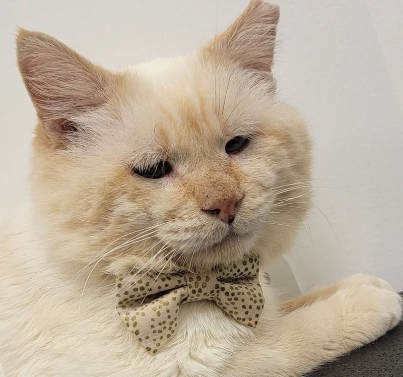 sad cat bowtie theodore