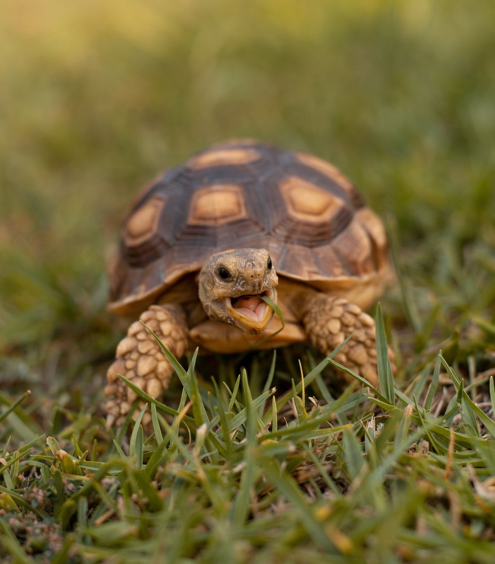 A 90-year-old tortoise named Mr. Pickles just became a father of 3. It's a  big 'dill' – WABE