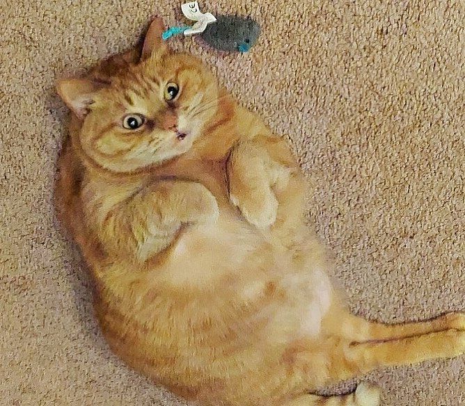 cute orange cat belly