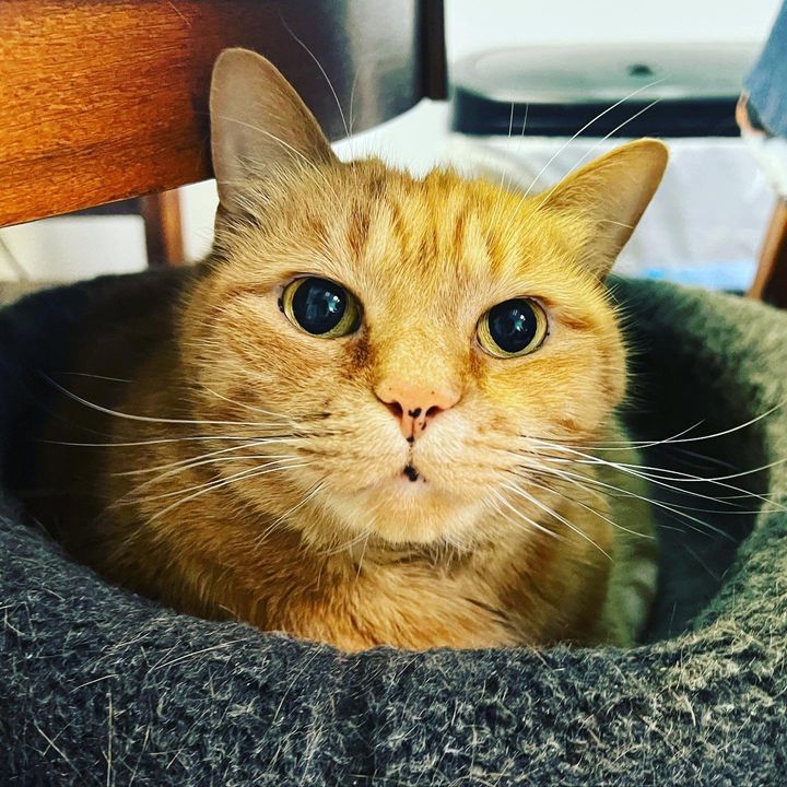 orange older cat mimi