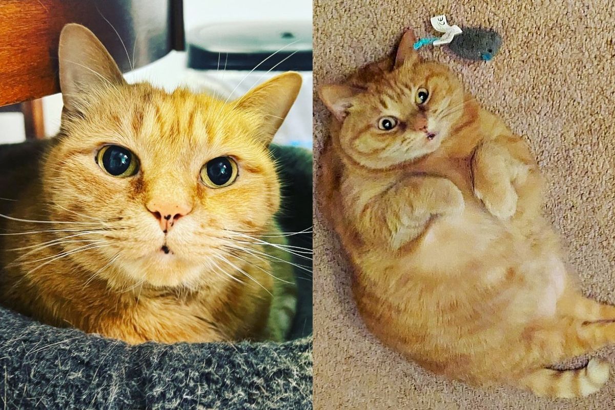 11 Year Old Cat Now Has a Place of Her Own After Nearly a Year Trying to Win People Over