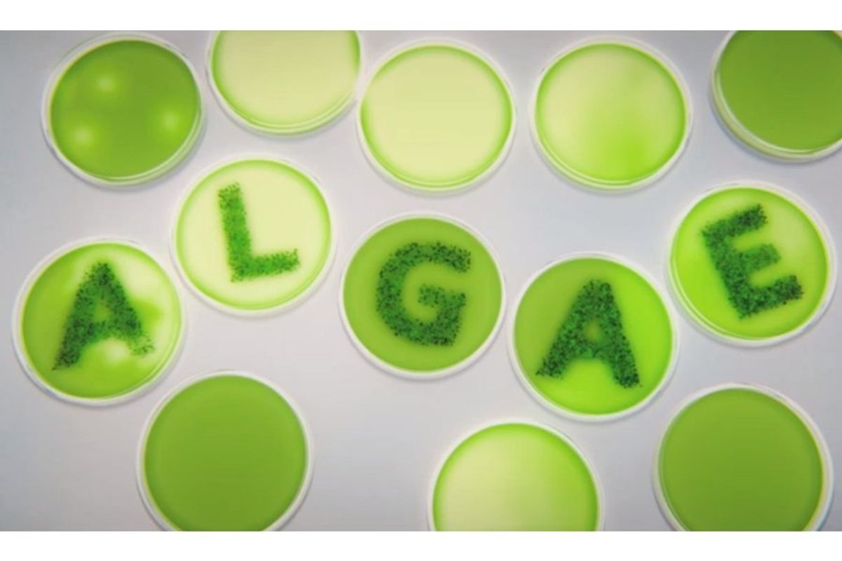 Guess We Won't Be Driving Around On ExxonMobil Algae Fuel, Then