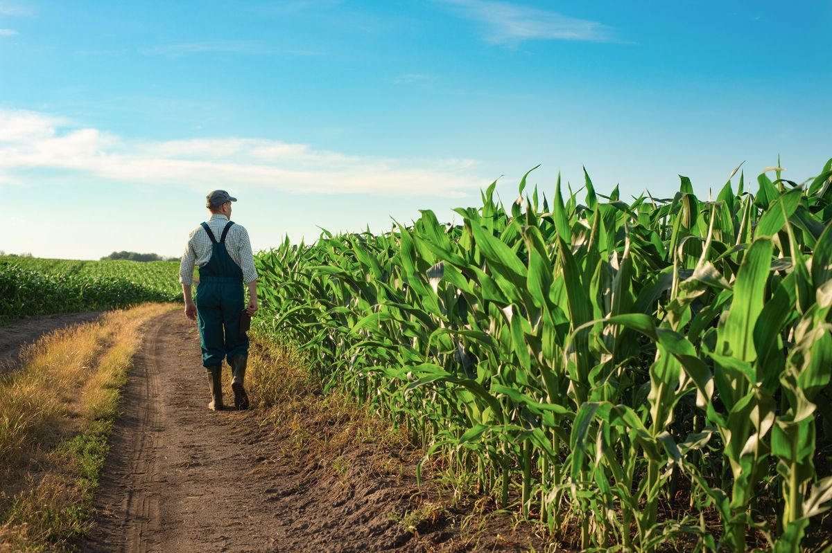 Agricoltura italiana sotto attacco dell’Ue: senza mais a rischio il latte e i formaggi