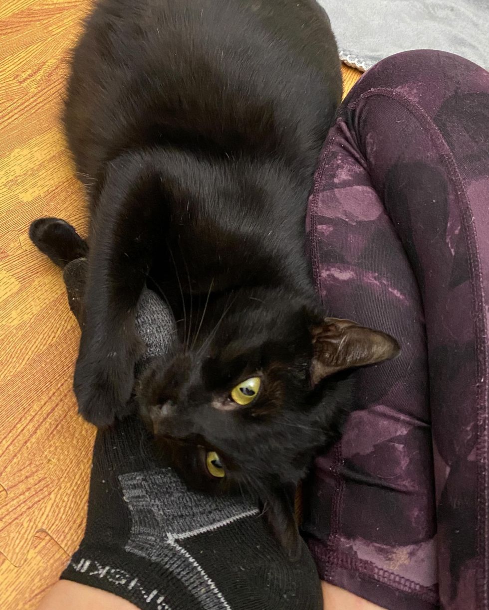 Cat is Grateful When Someone Steps in to Help Her, So Her 'Mini Panther ...