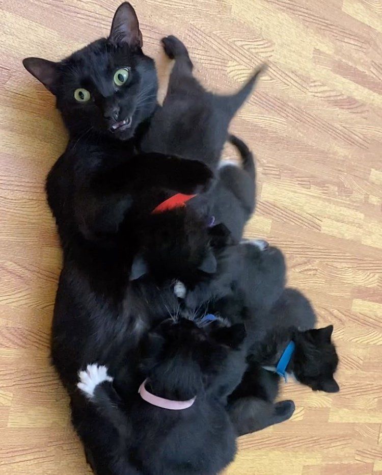 cat mom nursing kittens