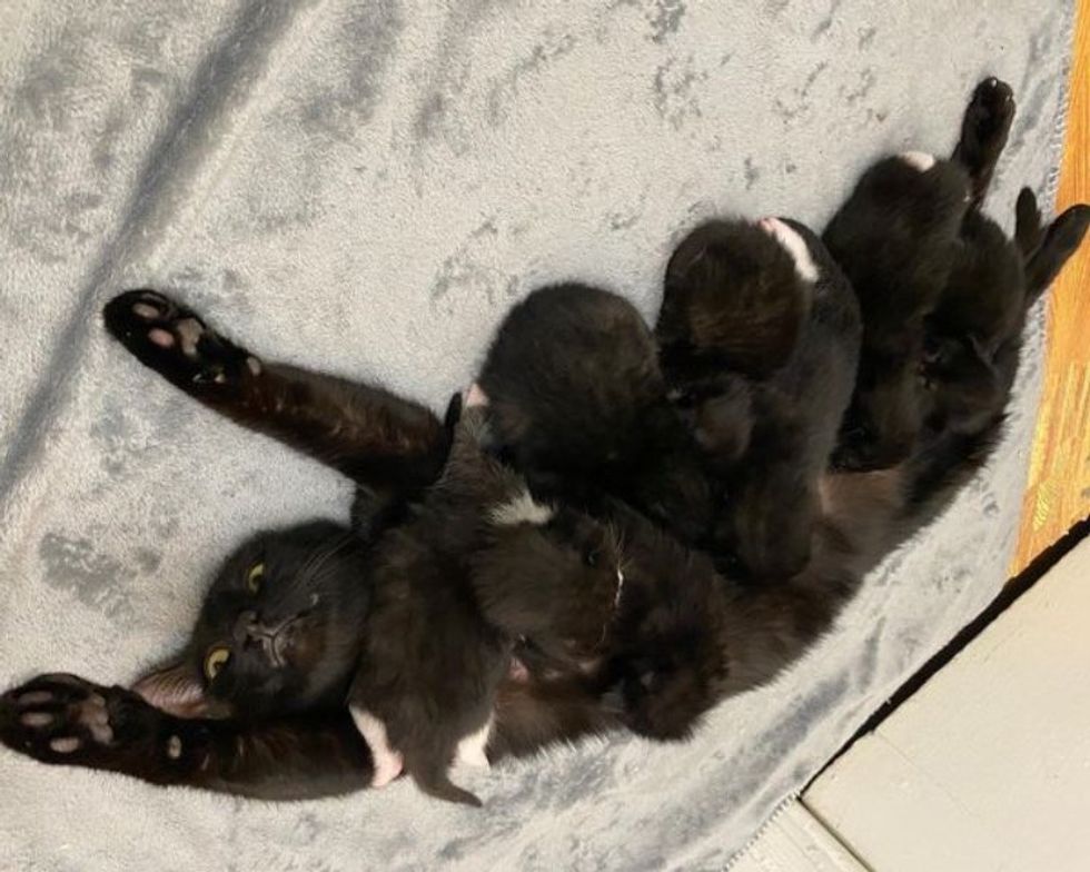 cat mom nursing kittens