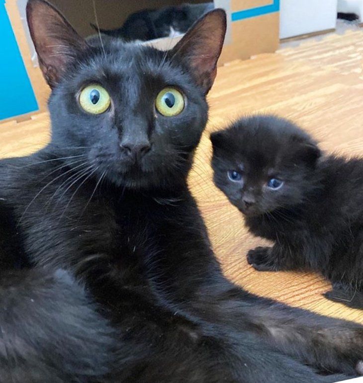 cat mom panther kitten