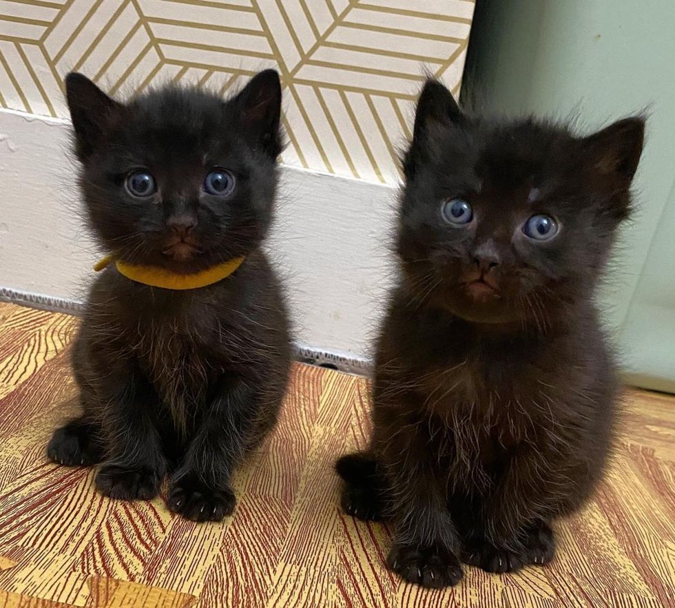 fluffy panther kittens