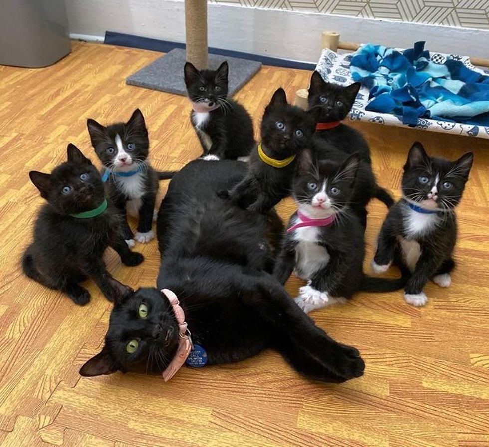 cat mom kittens, panther kitties