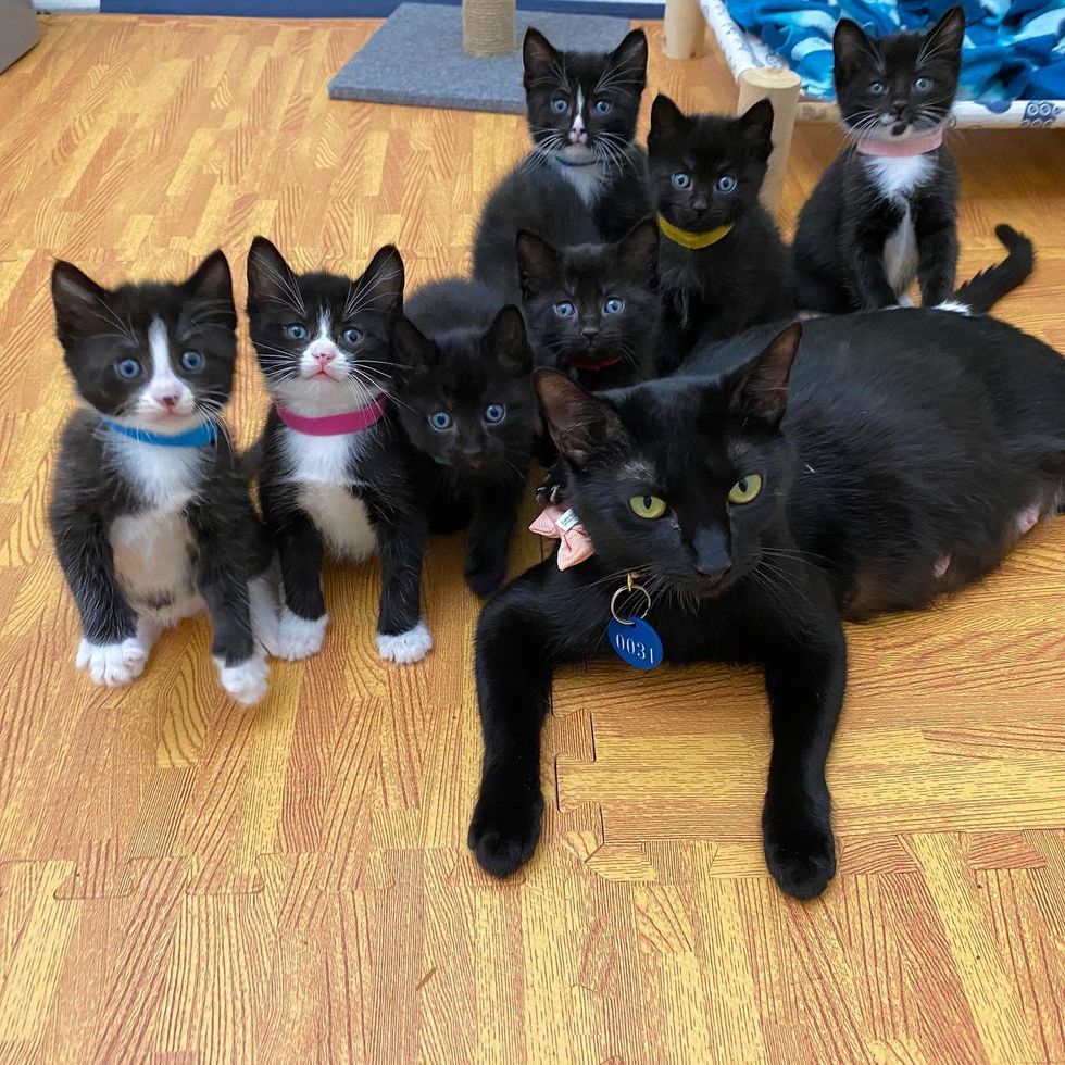 cat mom kittens panther babies
