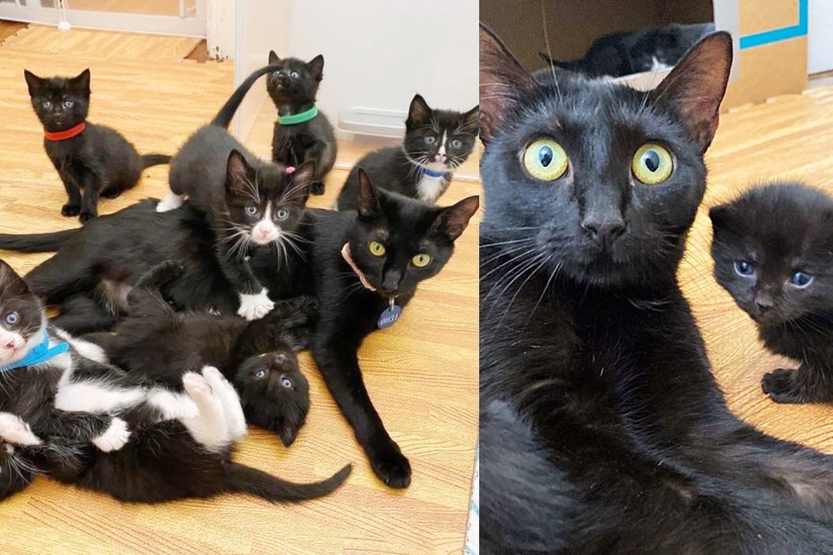 Cat is Grateful When Someone Steps in to Help Her, So Her 'Mini Panther' Kittens Can Live Better Lives
