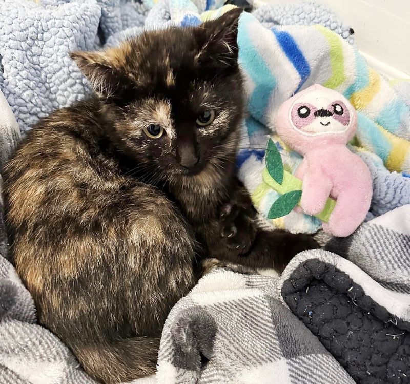 tortie kitten sweet