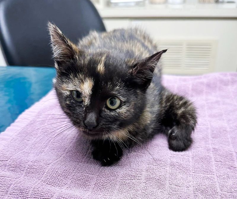 kitten tortie rescued road