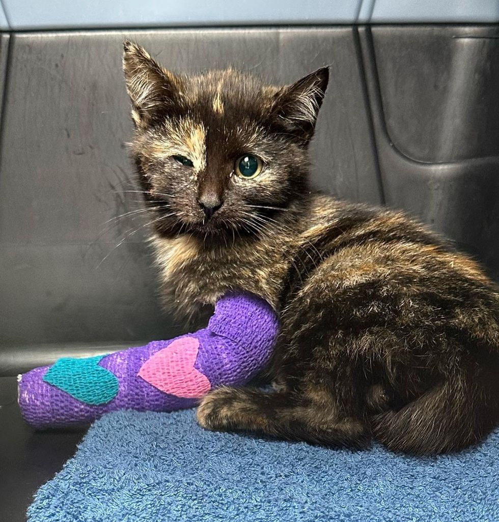 tortie kitten injured leg