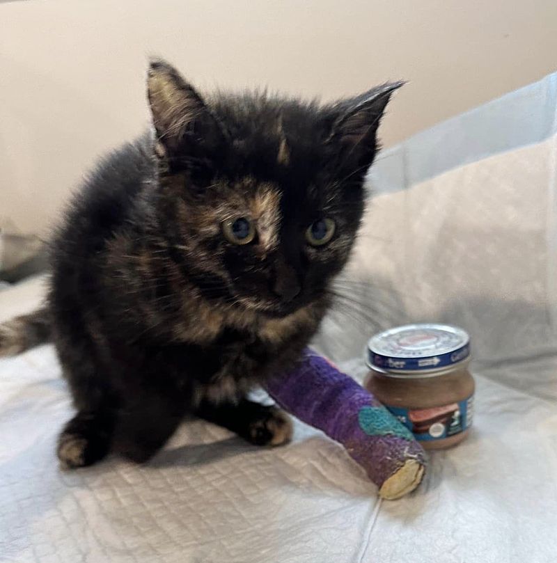 tortie kitten healing foster