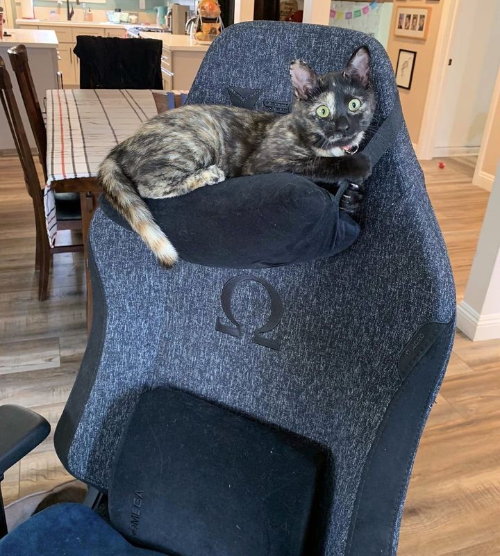 tortie kitten happy chair