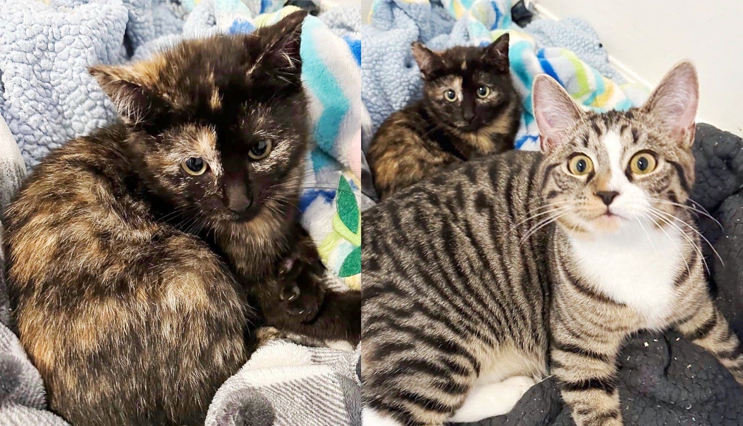 Cats Sneak into a Room to Hang Out with a Kitten and Keep Her Company After She was Rescued from the Road