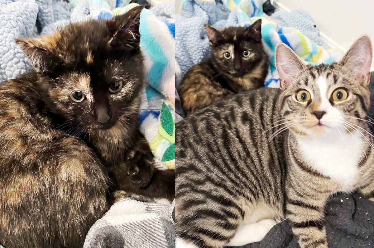 Cats Sneak into a Room to Hang Out with a Kitten and Keep Her Company After She was Rescued from the Road