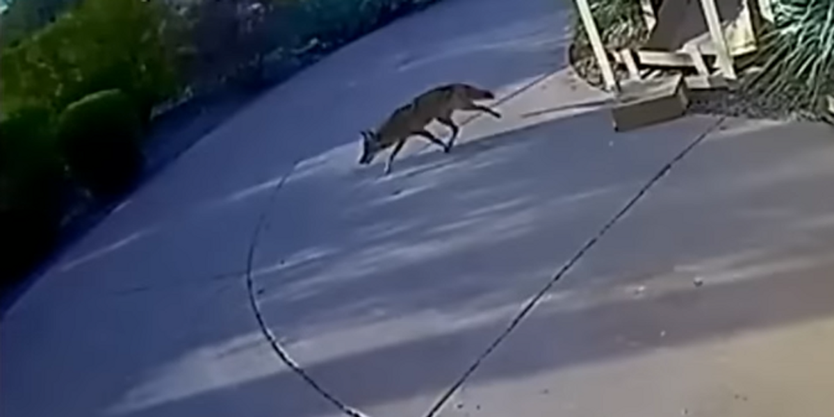 NextImg:Video: 2 toddlers injured in separate coyote attacks in Arizona