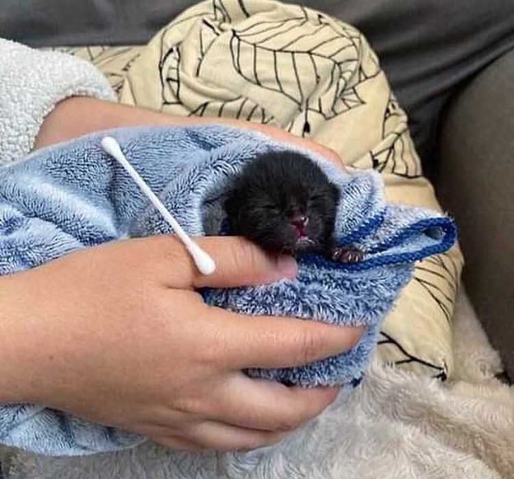 orphaned newborn kitten