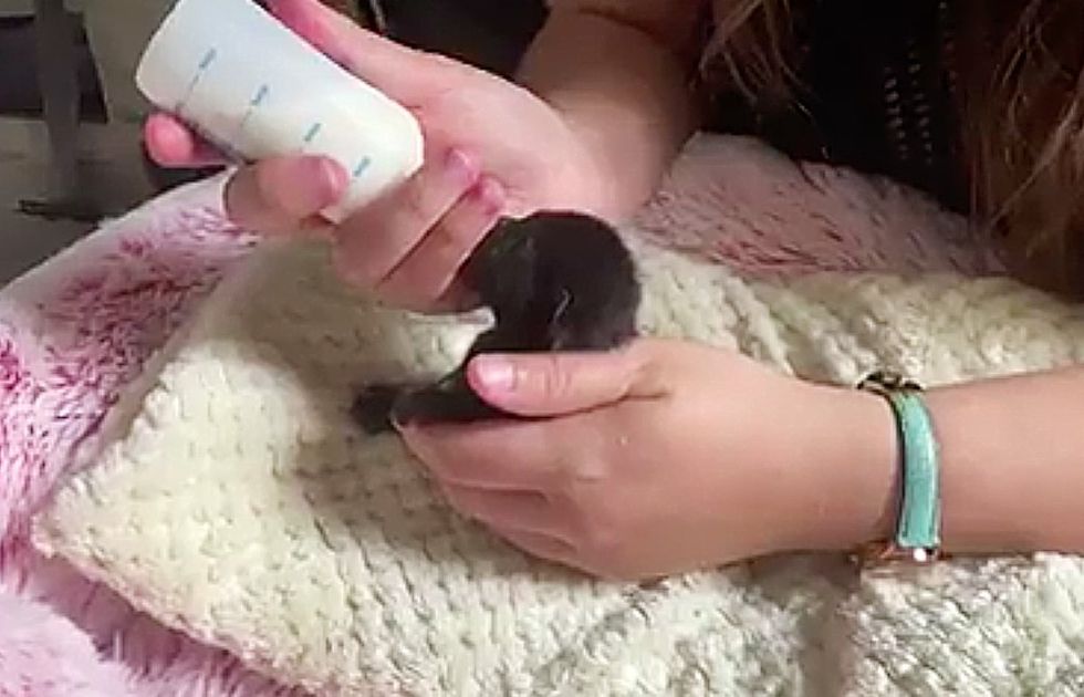 newborn kitten bottle feeding