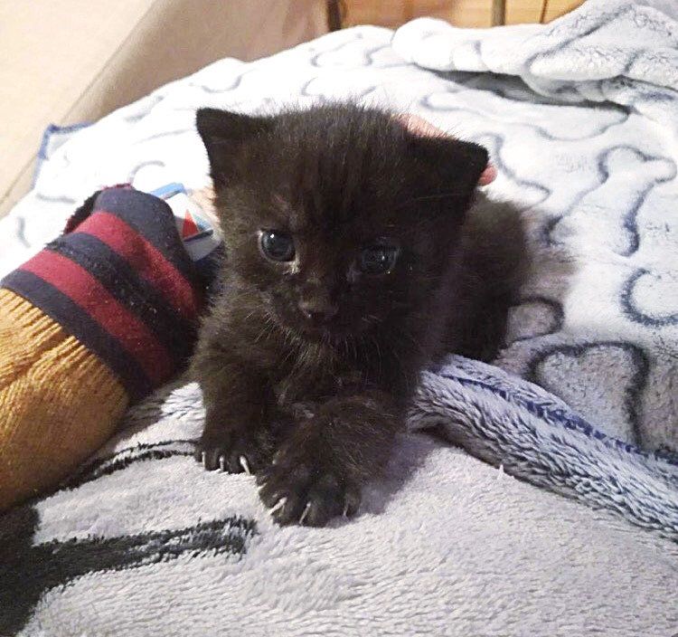 cute house panther kitten