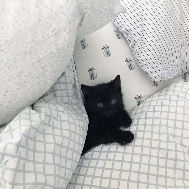 pillow kitten snuggly