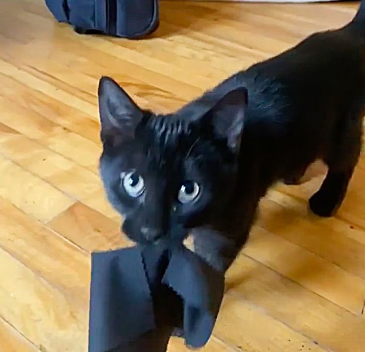 Kitten was So Small When He was Found, Now He Fetches 'Gifts' for His  Humans Each Day - Love Meow