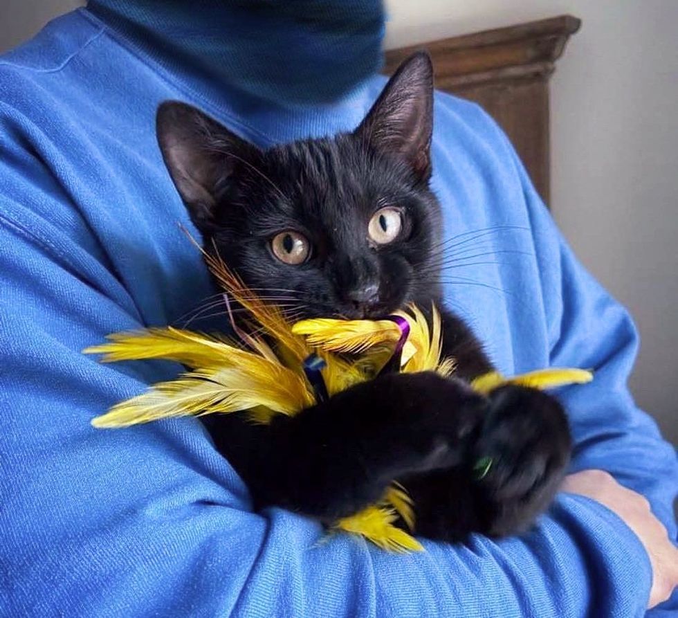 kitten hugs feather toy