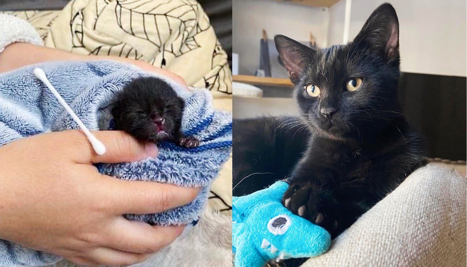 Kitten was So Small When He was Found, Now He Fetches 'Gifts' for His Humans Each Day